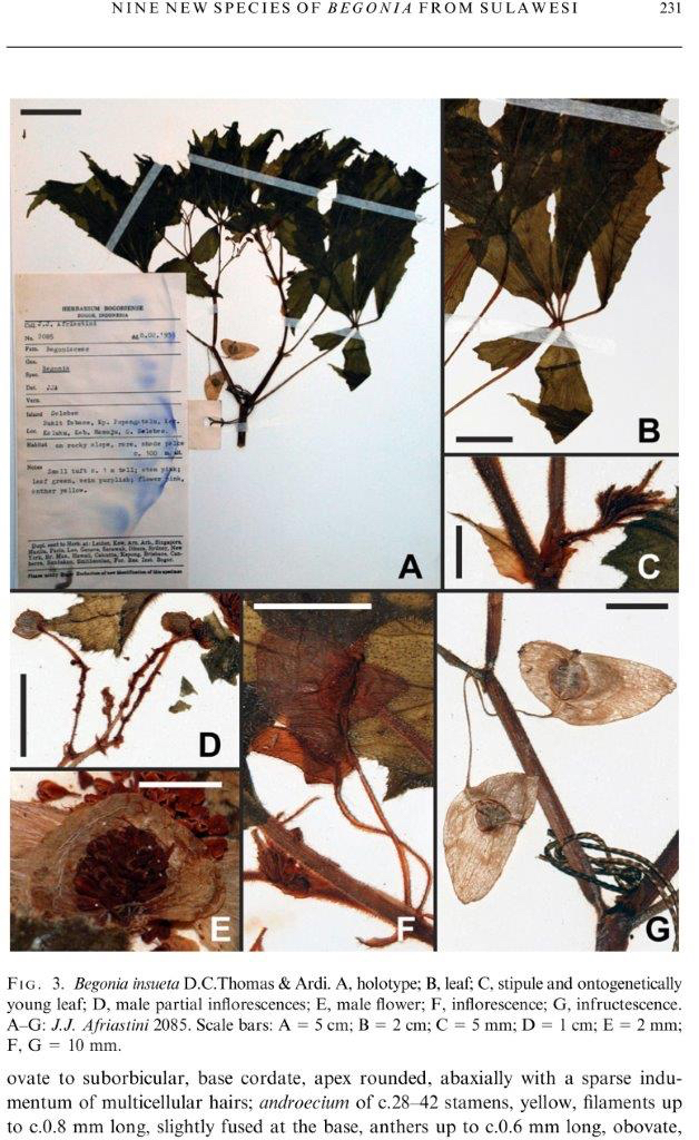 B. insueta